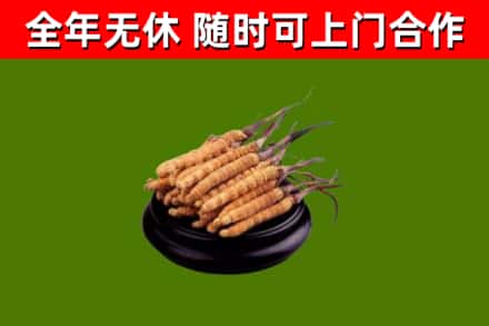 达日县回收冬虫夏草