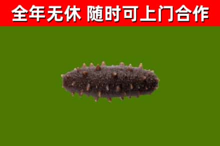 达日县回收海参干
